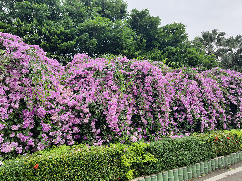 2024110202花況