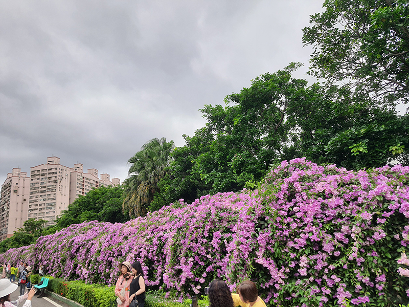 2024110204花況