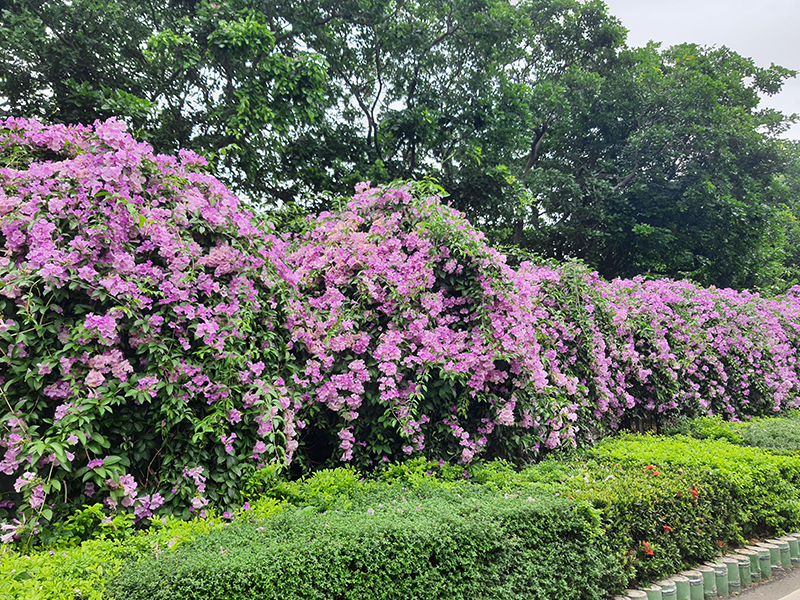 2024110205花況