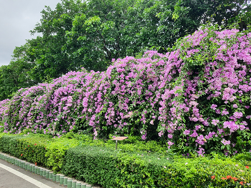2024110206花況