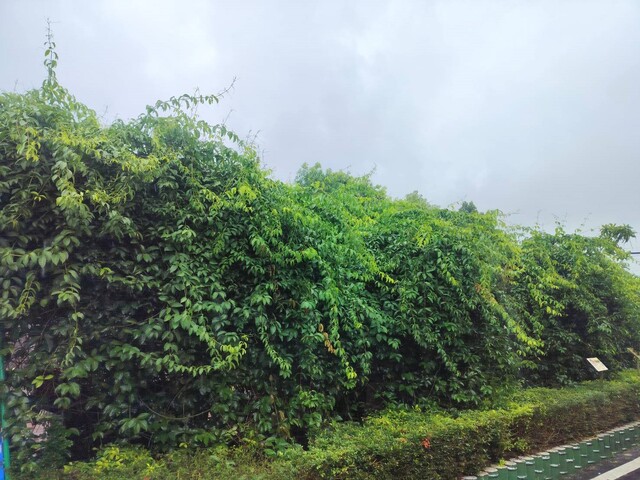 2025年10月21日蒜香藤花況
