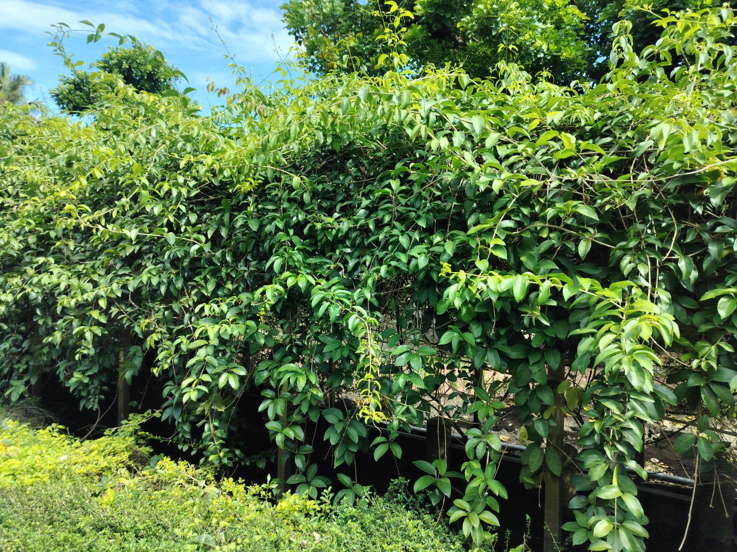 2025年10月30日蒜香藤花況