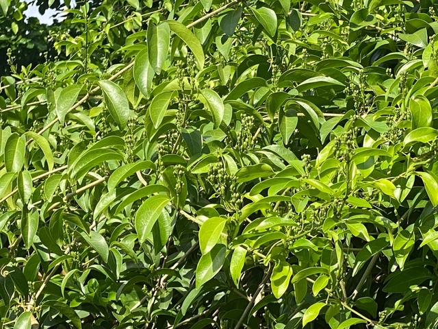 2025年11月09日蒜香藤花況