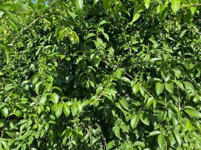 2025年11月09日蒜香藤花況