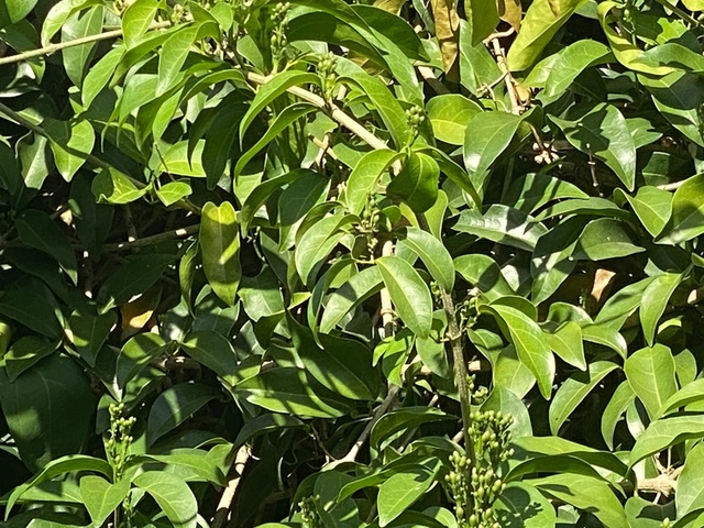 2025年11月09日蒜香藤花況