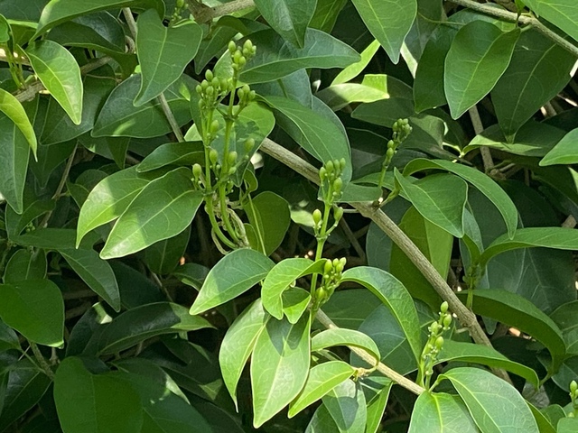 2025年11月09日蒜香藤花況