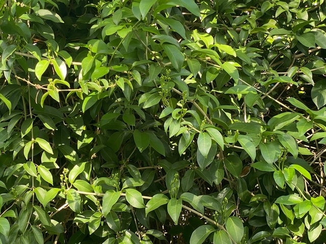 2025年11月09日蒜香藤花況