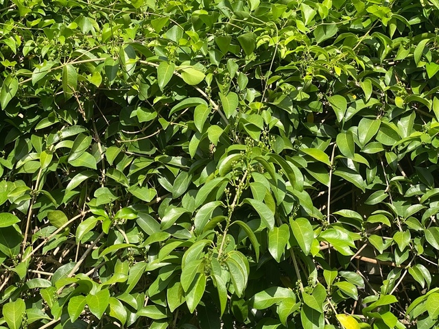 2025年11月09日蒜香藤花況