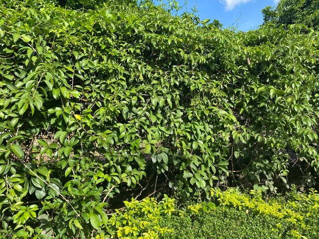 2025年11月09日蒜香藤花況