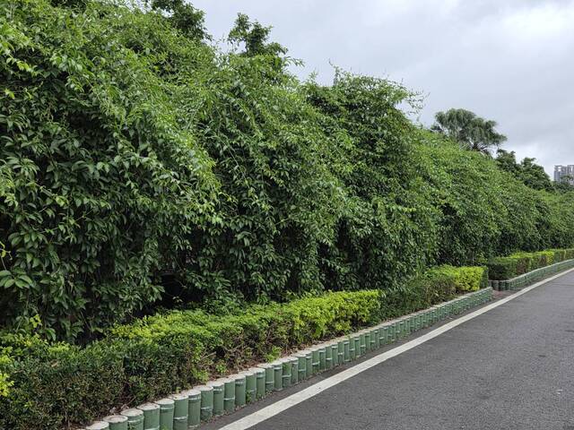 2025年11月10日蒜香藤花況