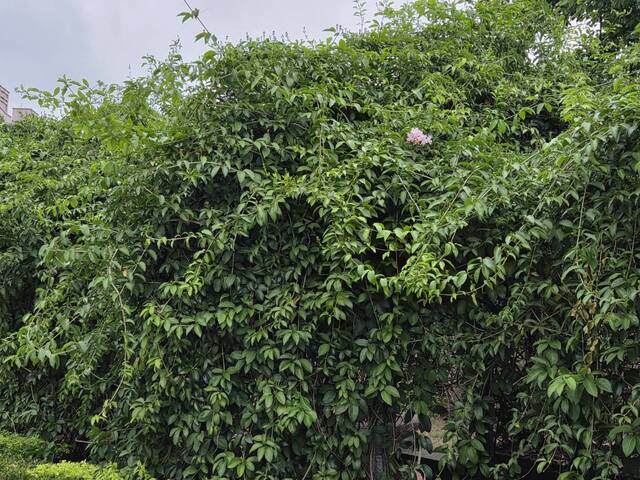 2025年11月10日蒜香藤花況