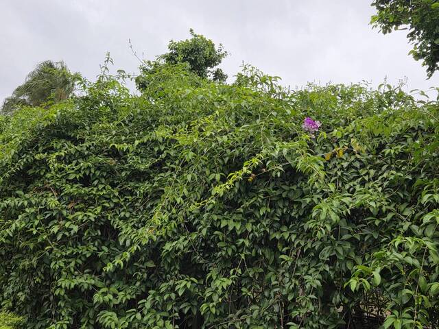 2025年11月10日蒜香藤花況