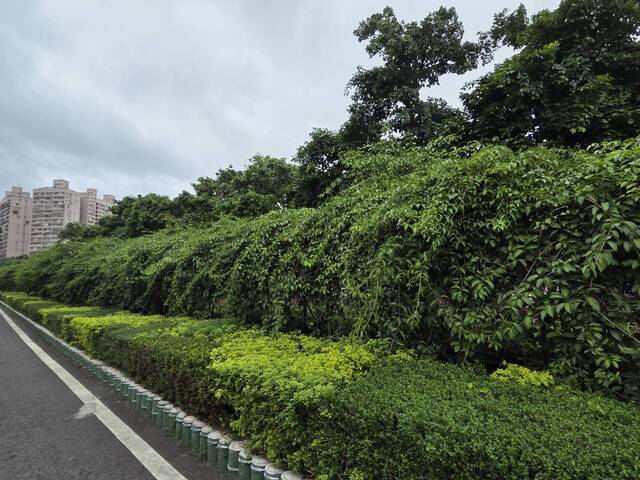 2025年11月10日蒜香藤花況