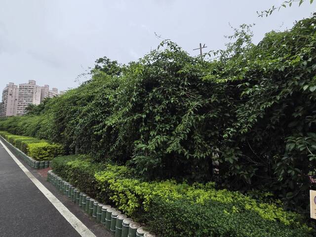 2025年11月10日蒜香藤花況