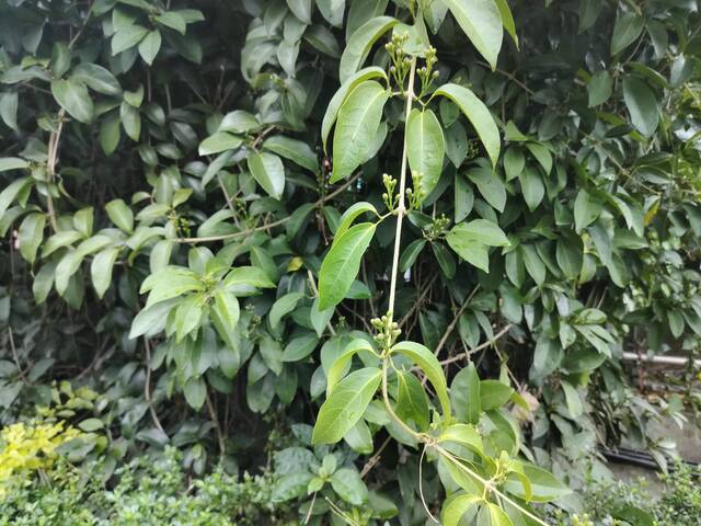 2025年11月11日蒜香藤花況