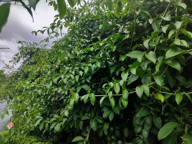 2025年11月11日蒜香藤花況