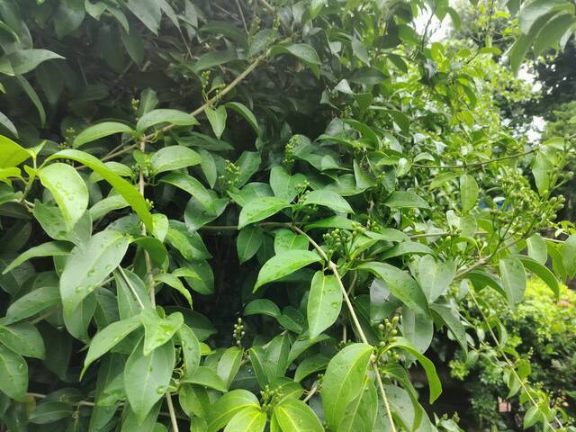 2025年11月11日蒜香藤花況