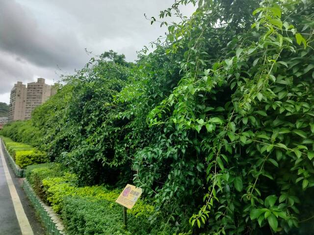 2025年11月11日蒜香藤花況