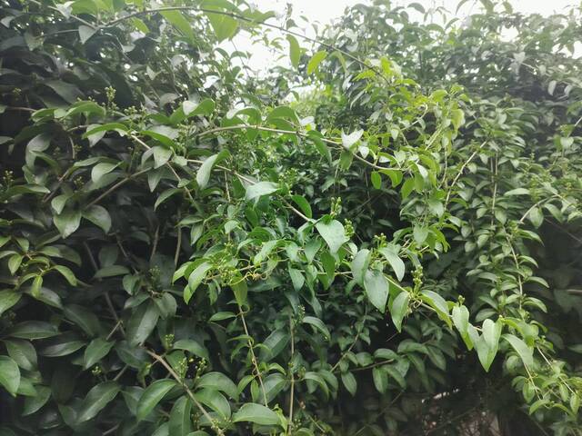 2025年11月11日蒜香藤花況