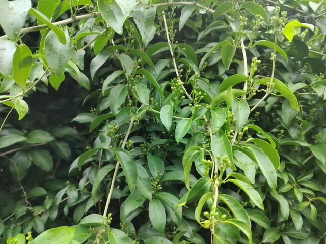 2025年11月11日蒜香藤花況