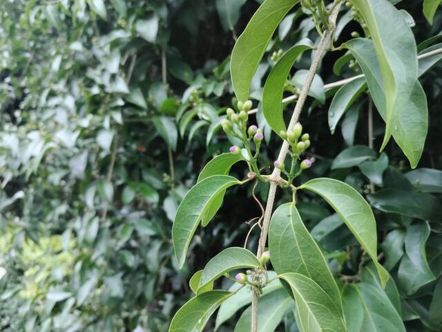 2025年11月11日蒜香藤花況