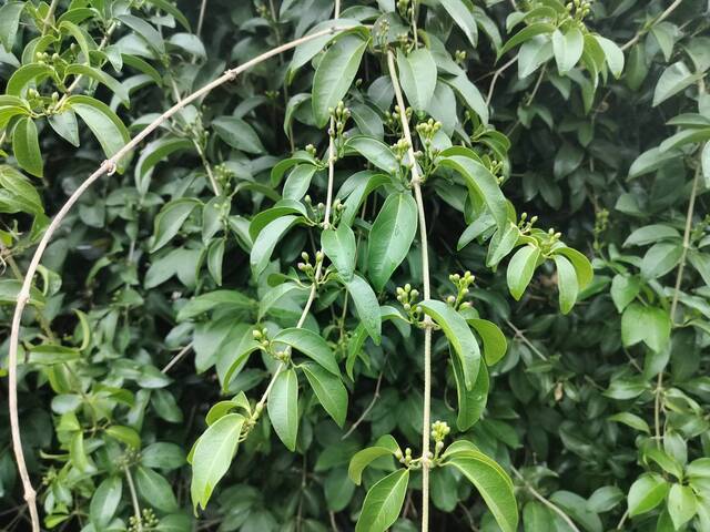 2025年11月11日蒜香藤花況