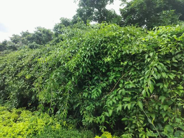 2025年11月11日蒜香藤花況