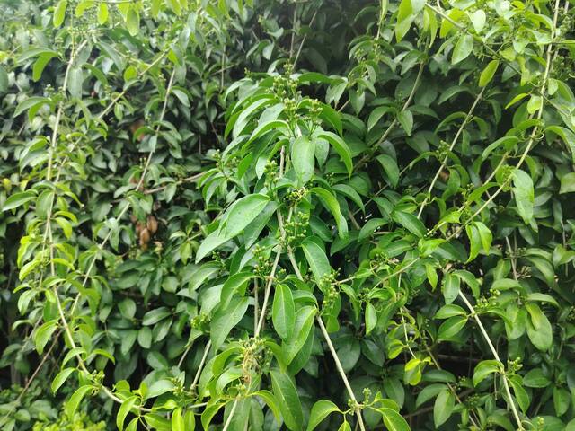 2025年11月11日蒜香藤花況