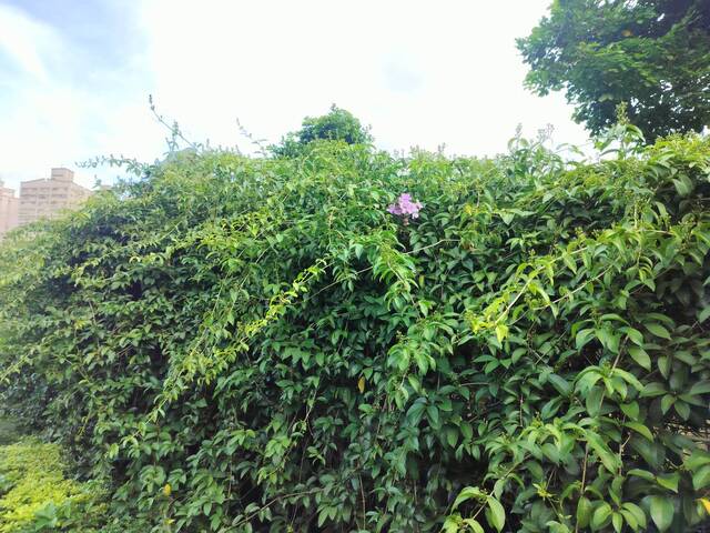 2025年11月12日蒜香藤花況