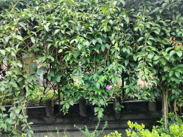 2025年11月12日蒜香藤花況