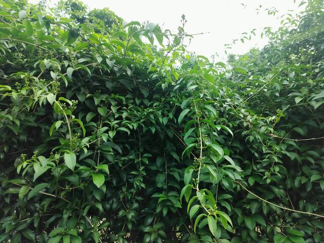 2025年11月12日蒜香藤花況