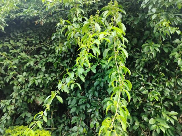 2025年11月12日蒜香藤花況