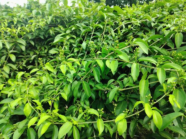 2025年11月12日蒜香藤花況