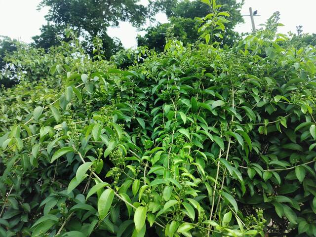 2025年11月12日蒜香藤花況