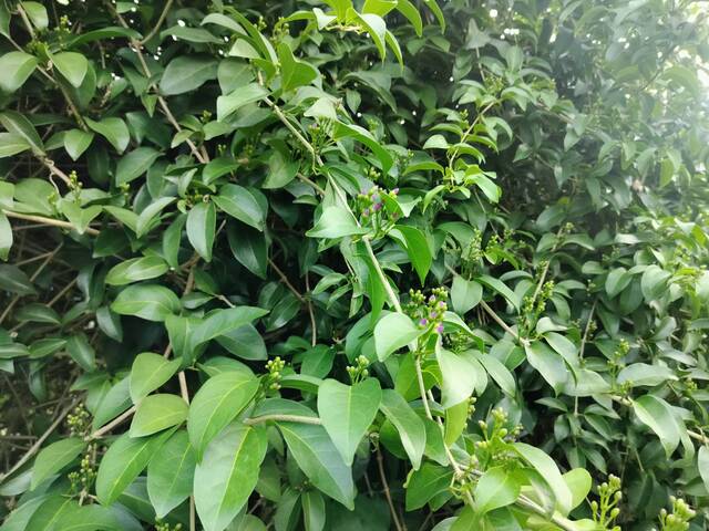 2025年11月12日蒜香藤花況