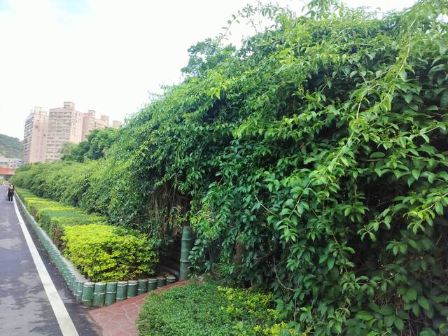 2025年11月12日蒜香藤花況