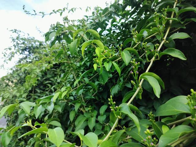 2025年11月12日蒜香藤花況