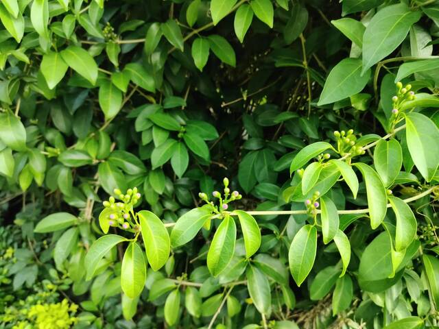 2025年11月12日蒜香藤花況