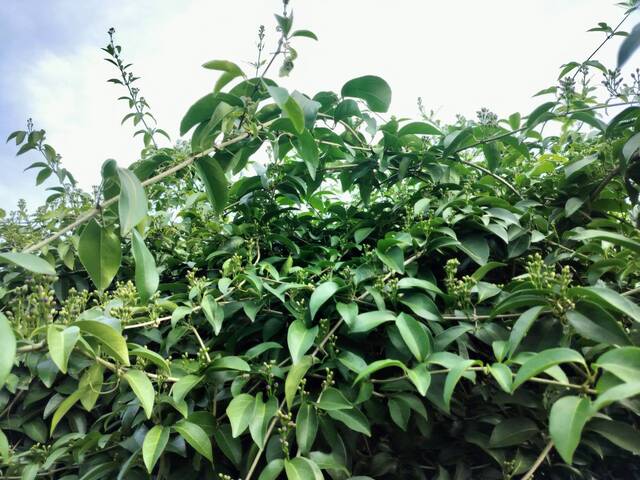 2025年11月12日蒜香藤花況