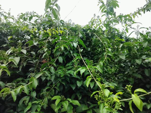 2025年11月13日蒜香藤花況