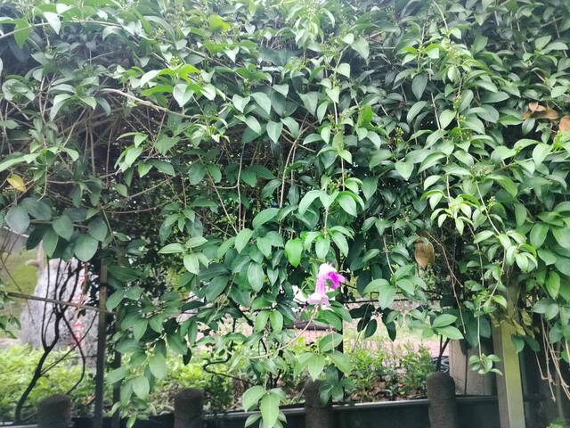 2025年11月13日蒜香藤花況