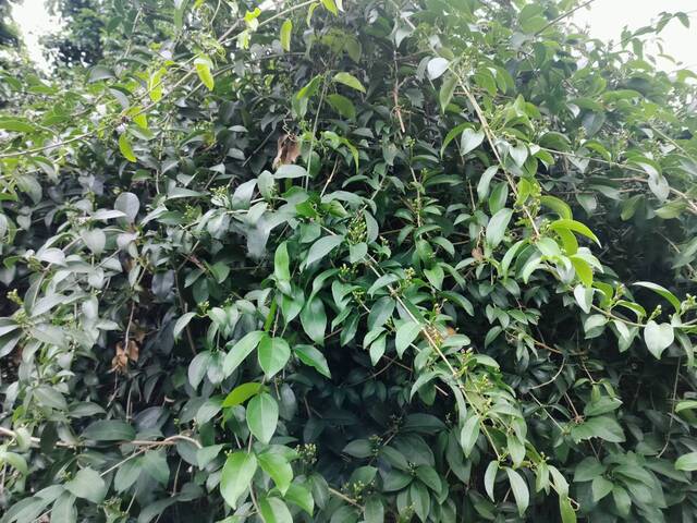 2025年11月13日蒜香藤花況