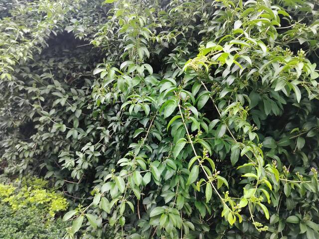 2025年11月13日蒜香藤花況