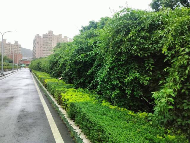 2025年11月13日蒜香藤花況