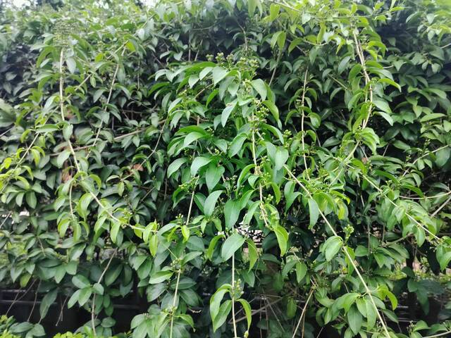 2025年11月13日蒜香藤花況