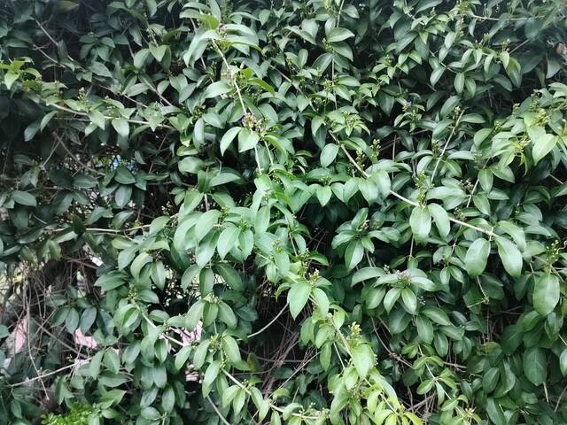 2025年11月13日蒜香藤花況