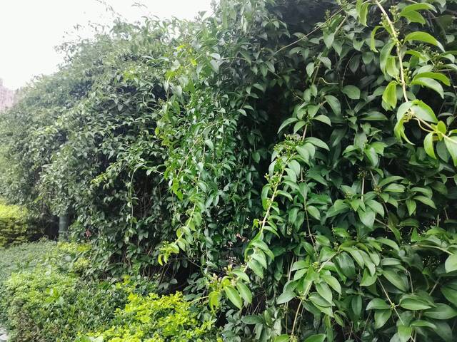 2025年11月13日蒜香藤花況