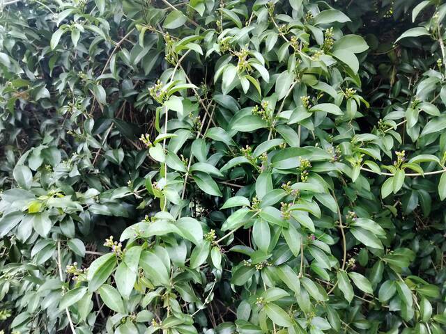 2025年11月13日蒜香藤花況