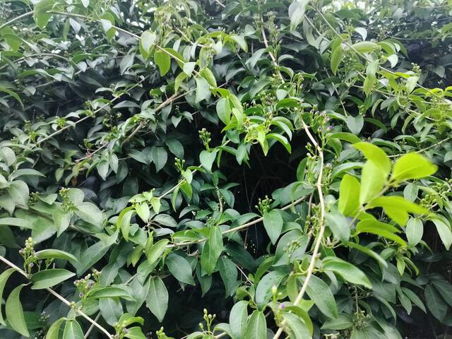 2025年11月13日蒜香藤花況