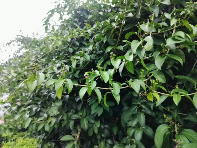 2025年11月13日蒜香藤花況